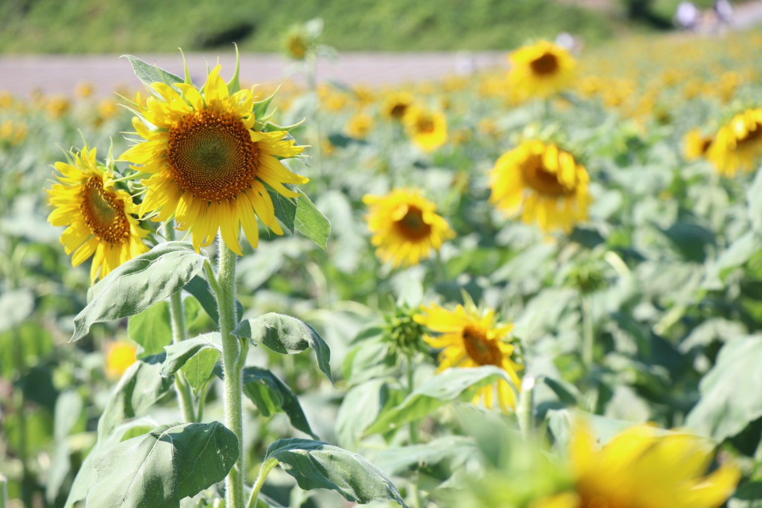 ひまわりを見るなら 愛知県南知多町の「観光農園 花ひろば」 かっピーの「よかった！」ブログ