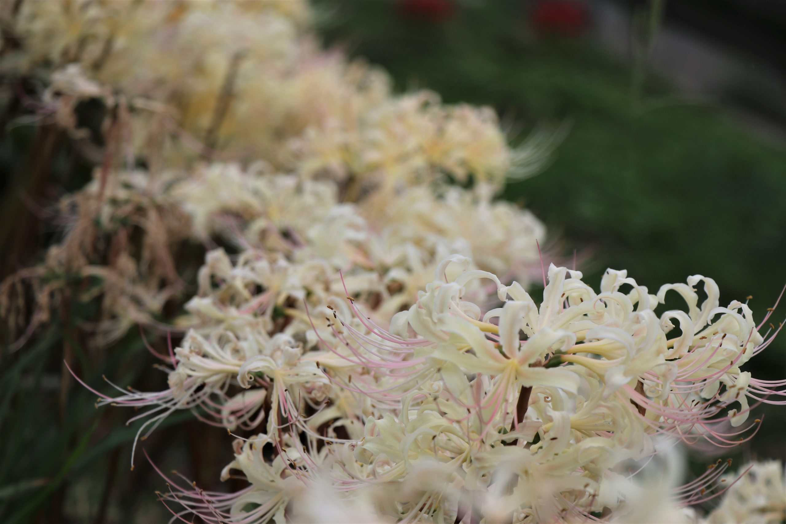 彼岸花の白色は珍しい 愛知で発見 花言葉と写真 かっピーの よかった ブログ